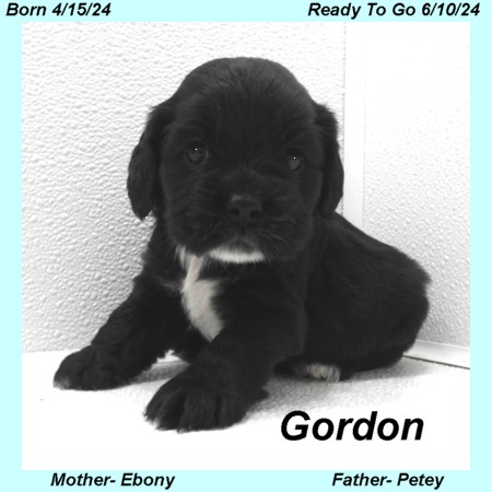 puppy, for, sale, Cocker Spaniel, Joe & Cherri  Overlease, dog, breeder, Miller, MO, dog-breeder, puppy-for-sale, forsale, nearby, find, puppyfind, locator, puppylocator, aca